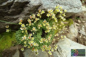 saxifraga exarata (1200 x 800).jpg_product_product_product